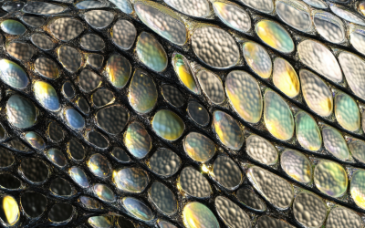 The Year of The Snake: Shedding, Completion & Surrender